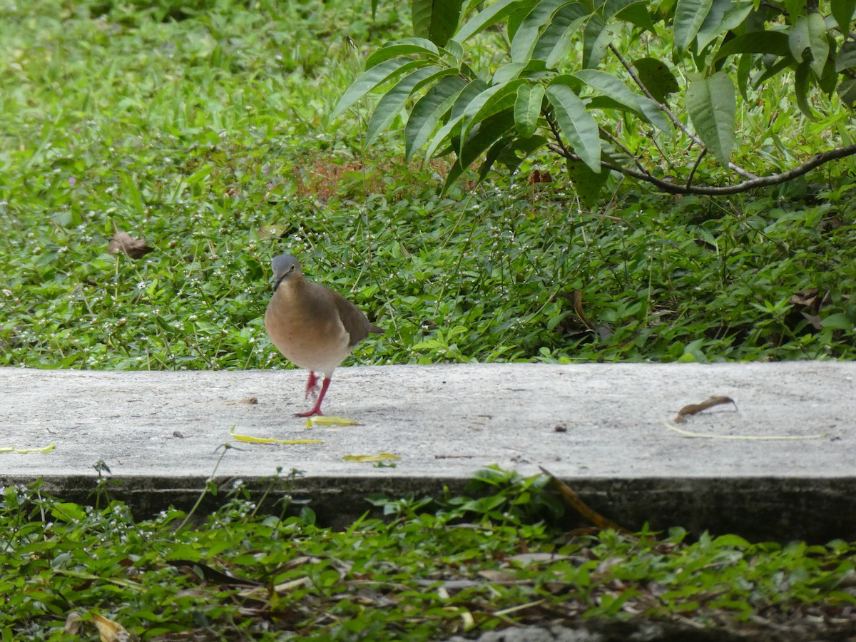 Gray-headed Dove - ML645652522