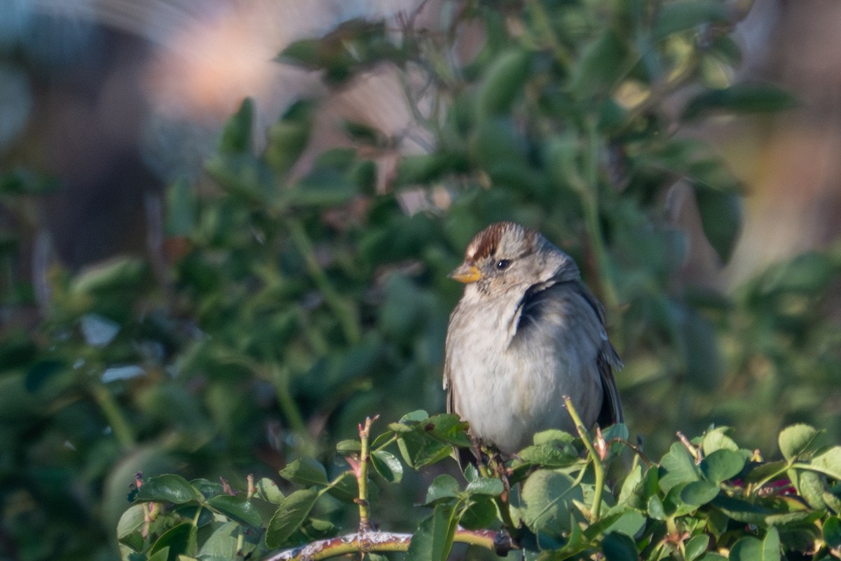 White-crowned Sparrow (pugetensis) - ML645652524