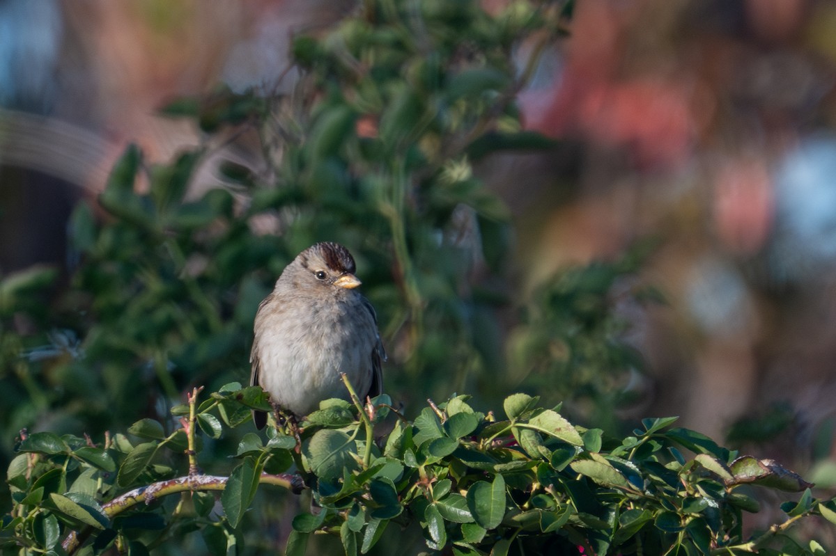 White-crowned Sparrow (pugetensis) - ML645652525