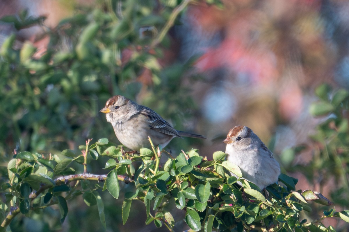 White-crowned Sparrow (pugetensis) - ML645652526