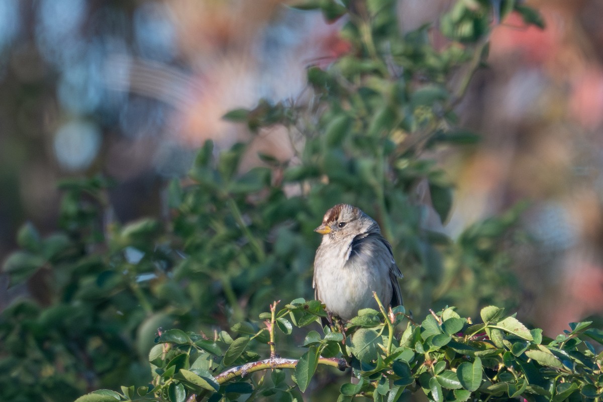 White-crowned Sparrow (pugetensis) - ML645652527