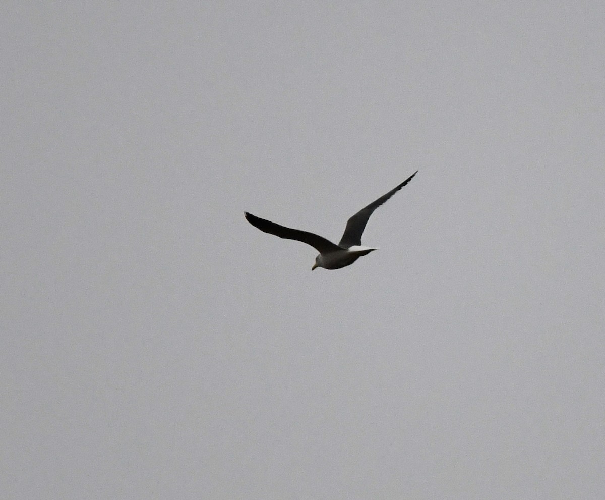 Zafferano - ML645652528