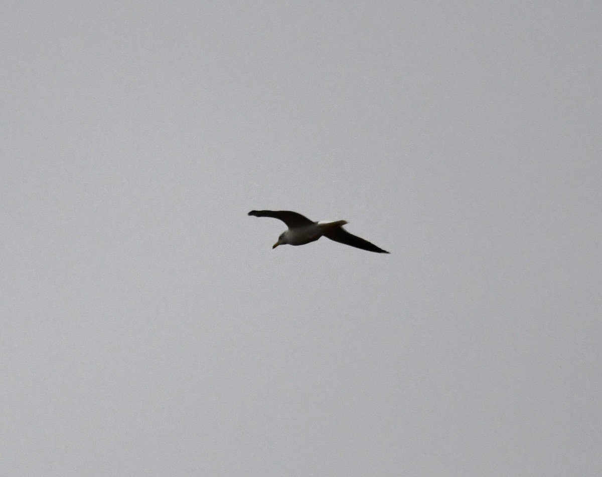 Zafferano - ML645652529