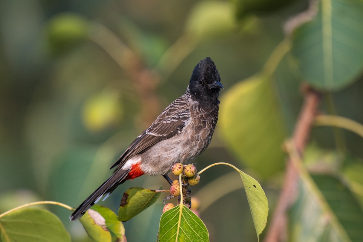 Red-vented Bulbul - ML645652531