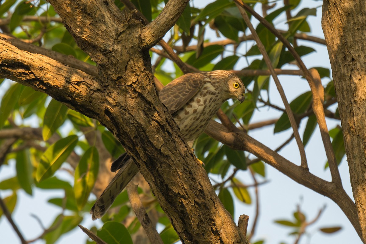 Shikra - ML645652535