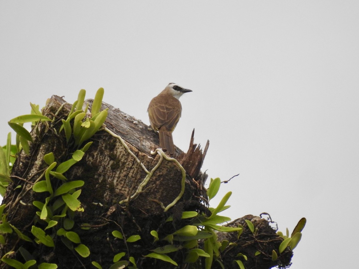 Yellow-vented Bulbul - ML645652537