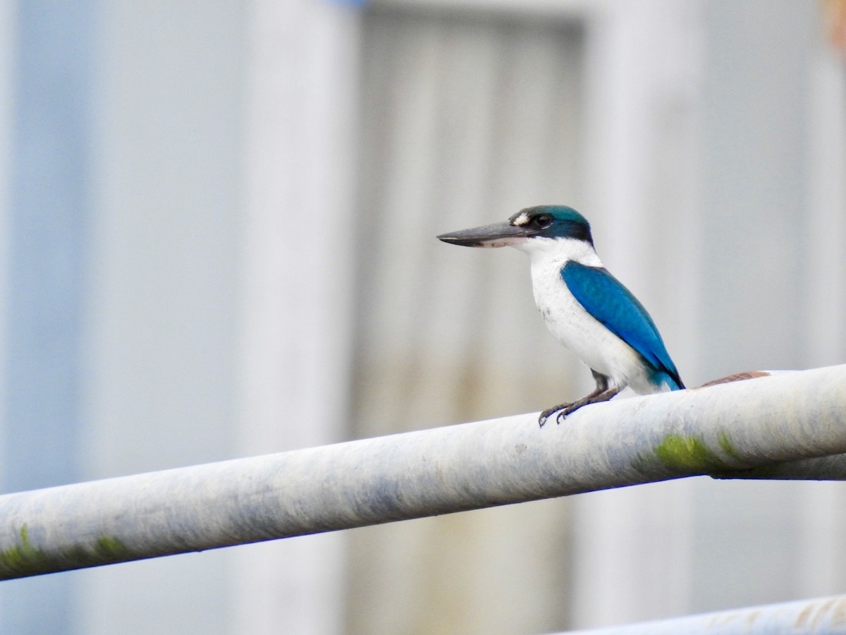 Collared Kingfisher - ML645652540