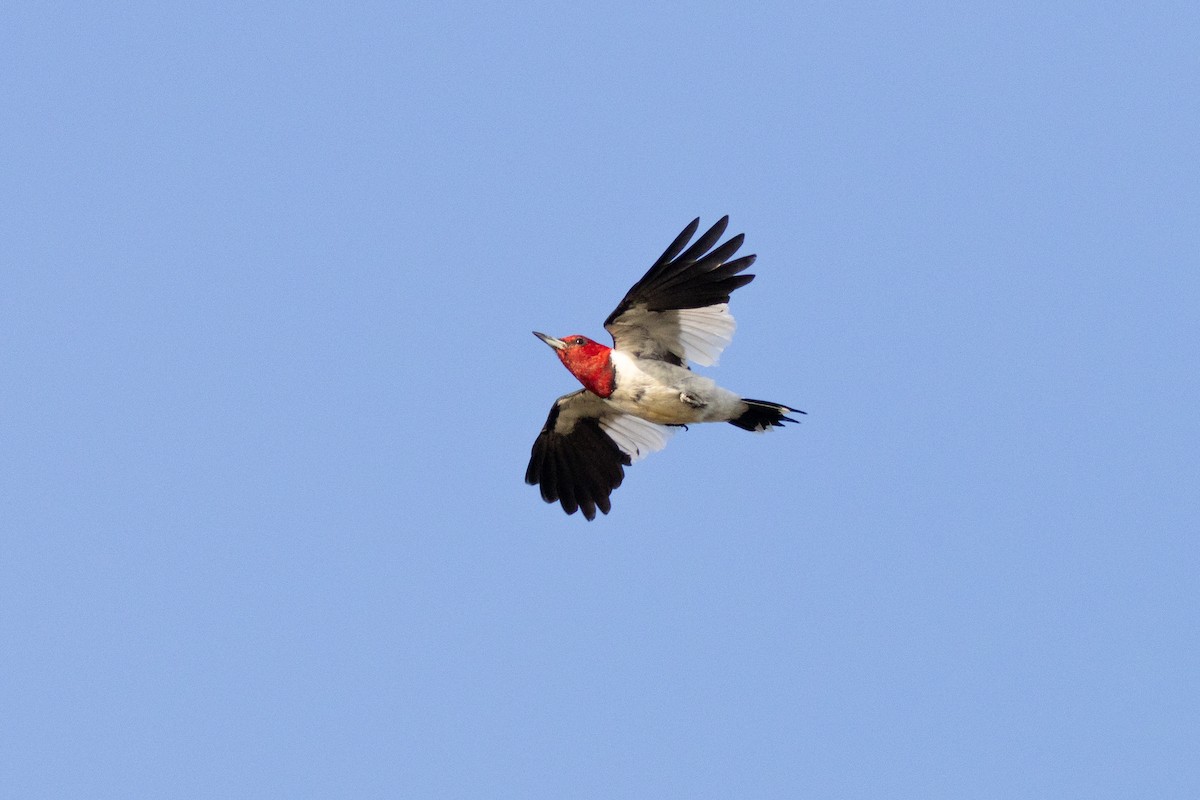 Red-headed Woodpecker - ML645652542