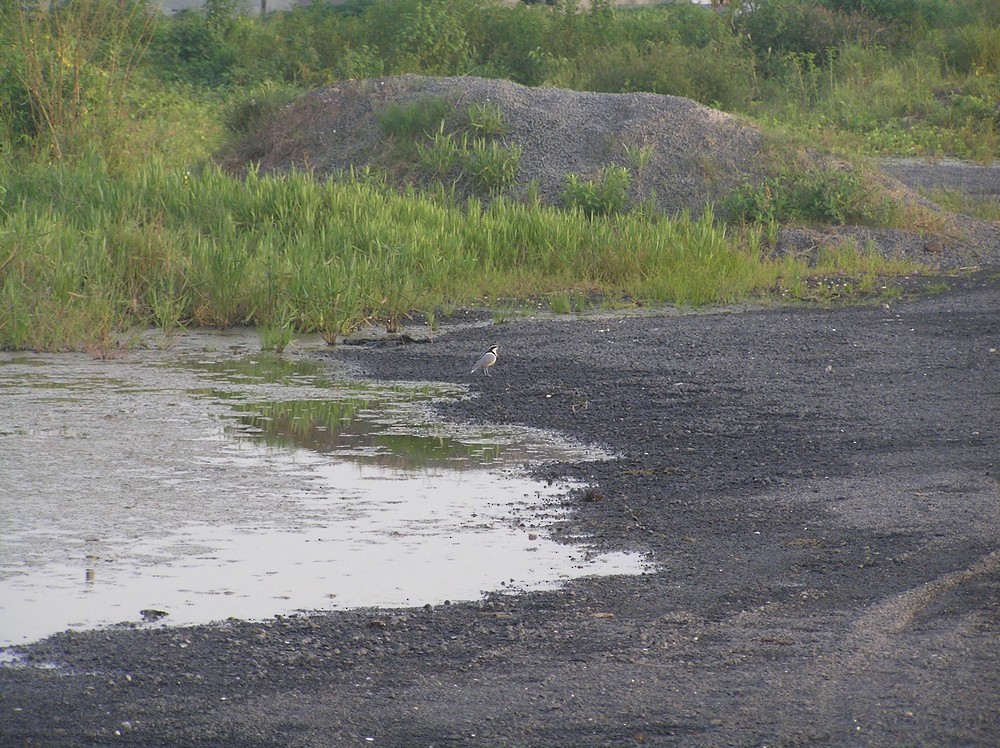 Egyptian Plover - ML645652547
