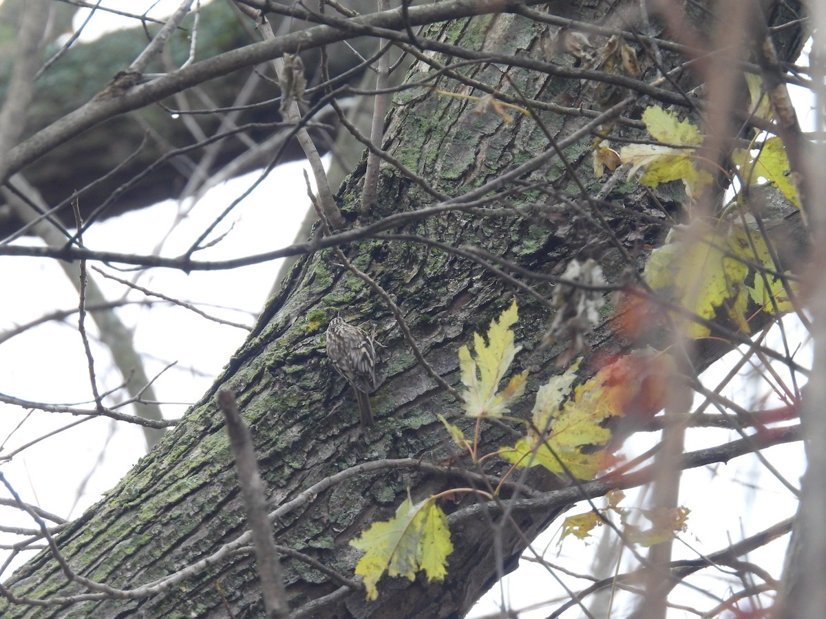 Brown Creeper - ML645652549