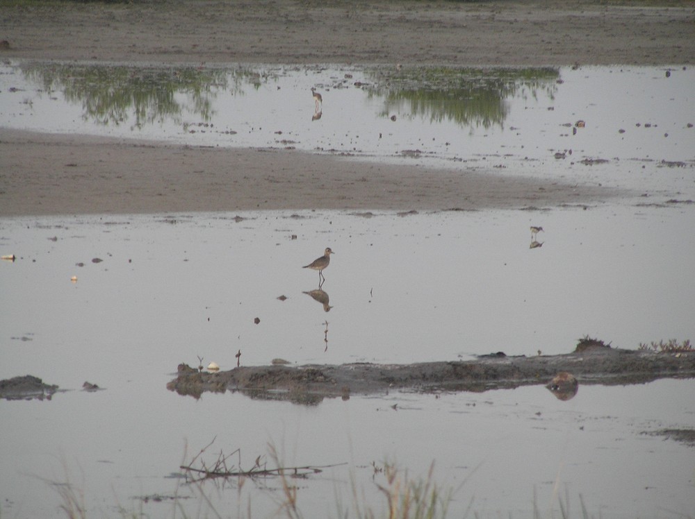 American Golden-Plover - ML645652550