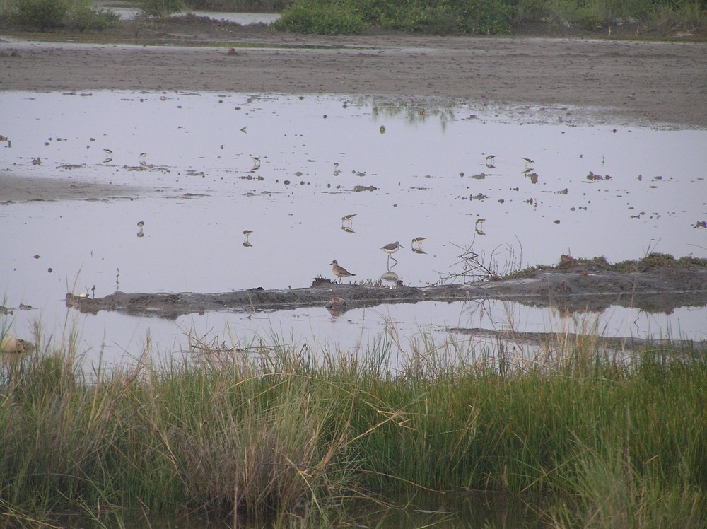 American Golden-Plover - ML645652551