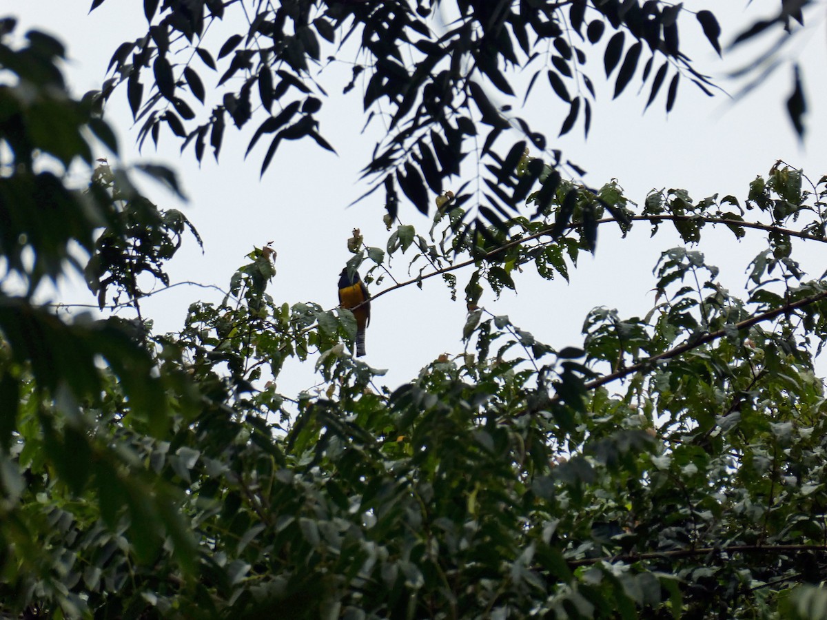 Gartered Violaceous Trogon - ML645652557