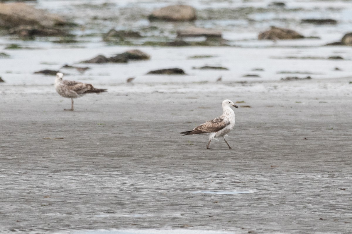 Kelp Gull - ML645652558