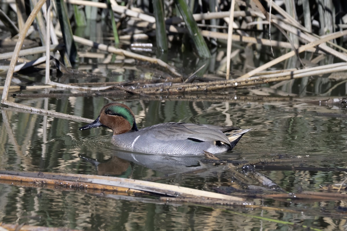 čírka obecná - ML645652560