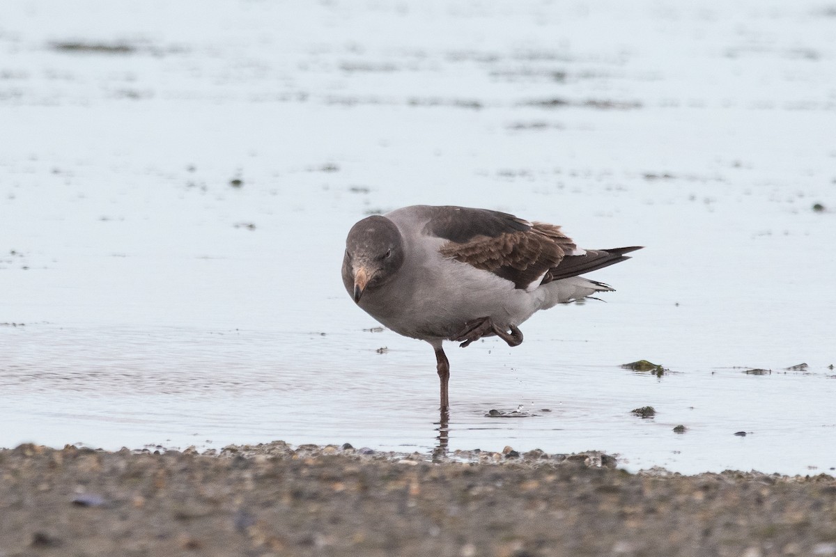 Dolphin Gull - ML645652569