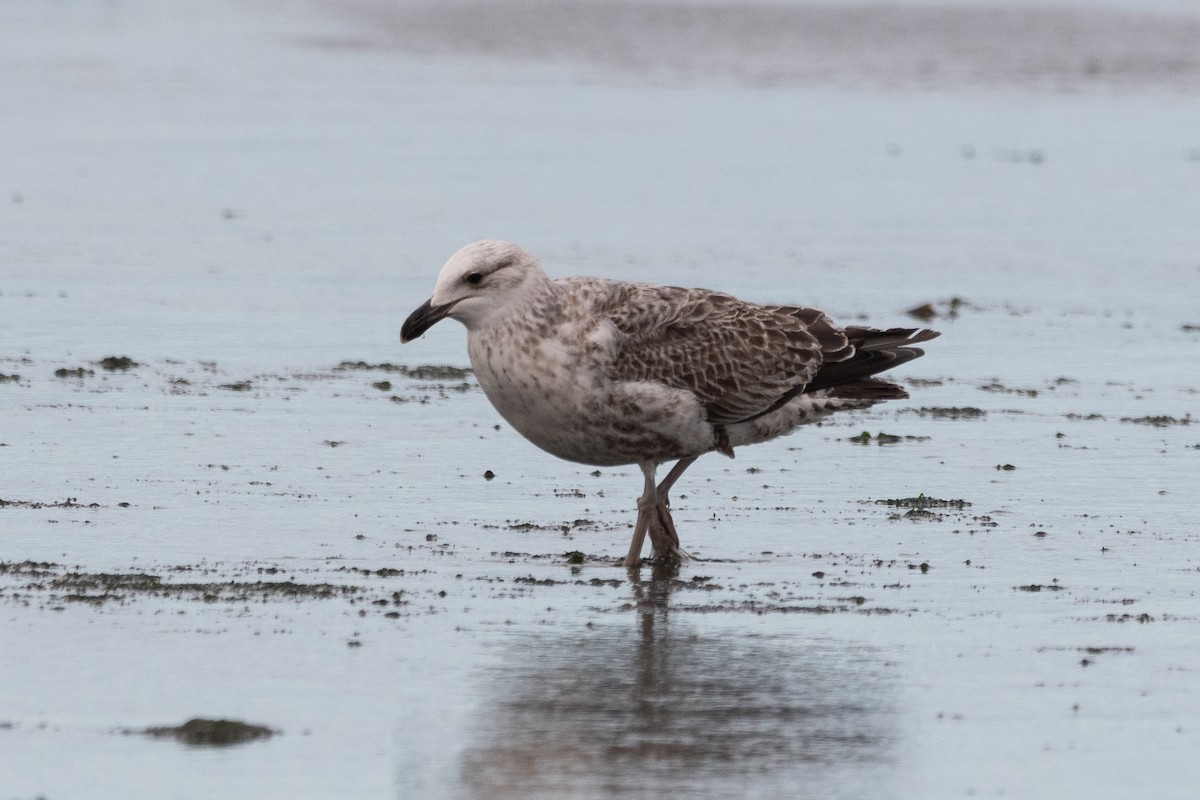 Kelp Gull - ML645652571