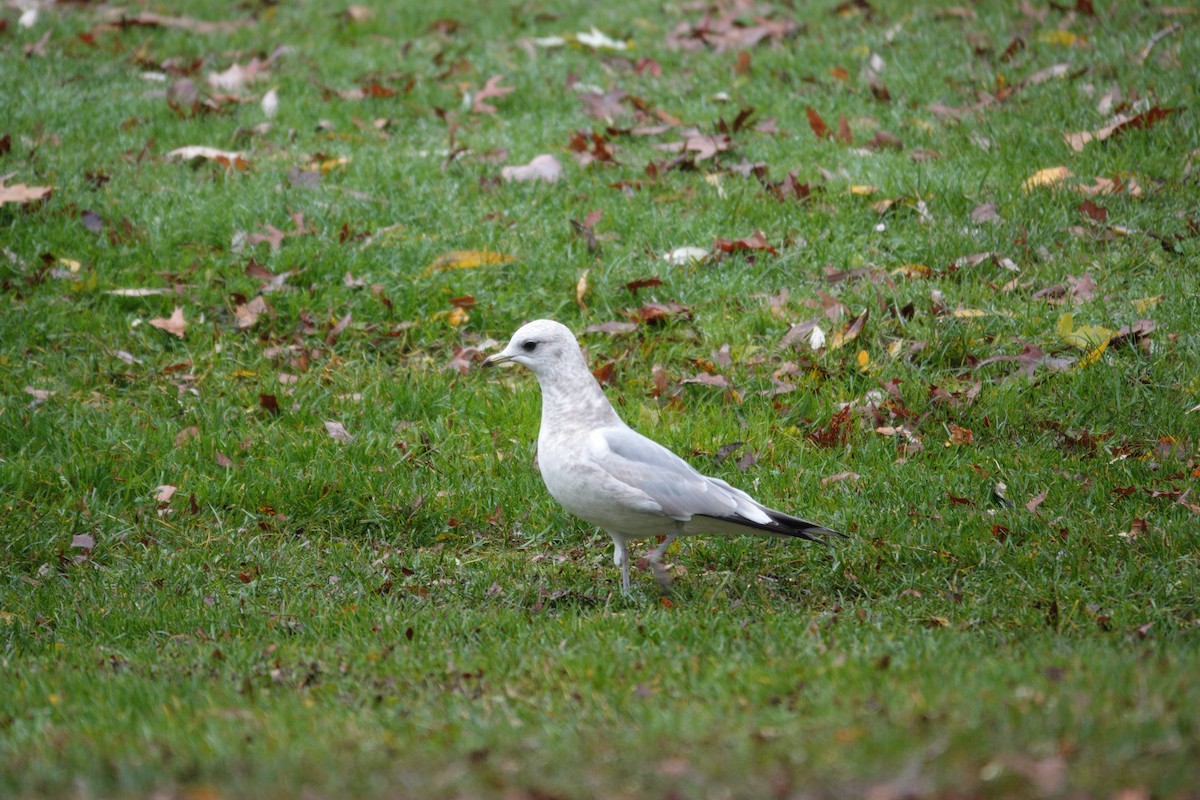Short-billed Gull - ML645652573