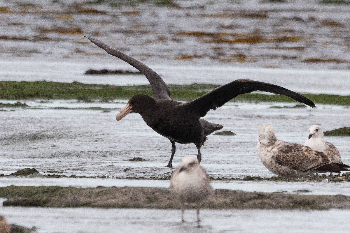 sørkjempepetrell - ML645652574