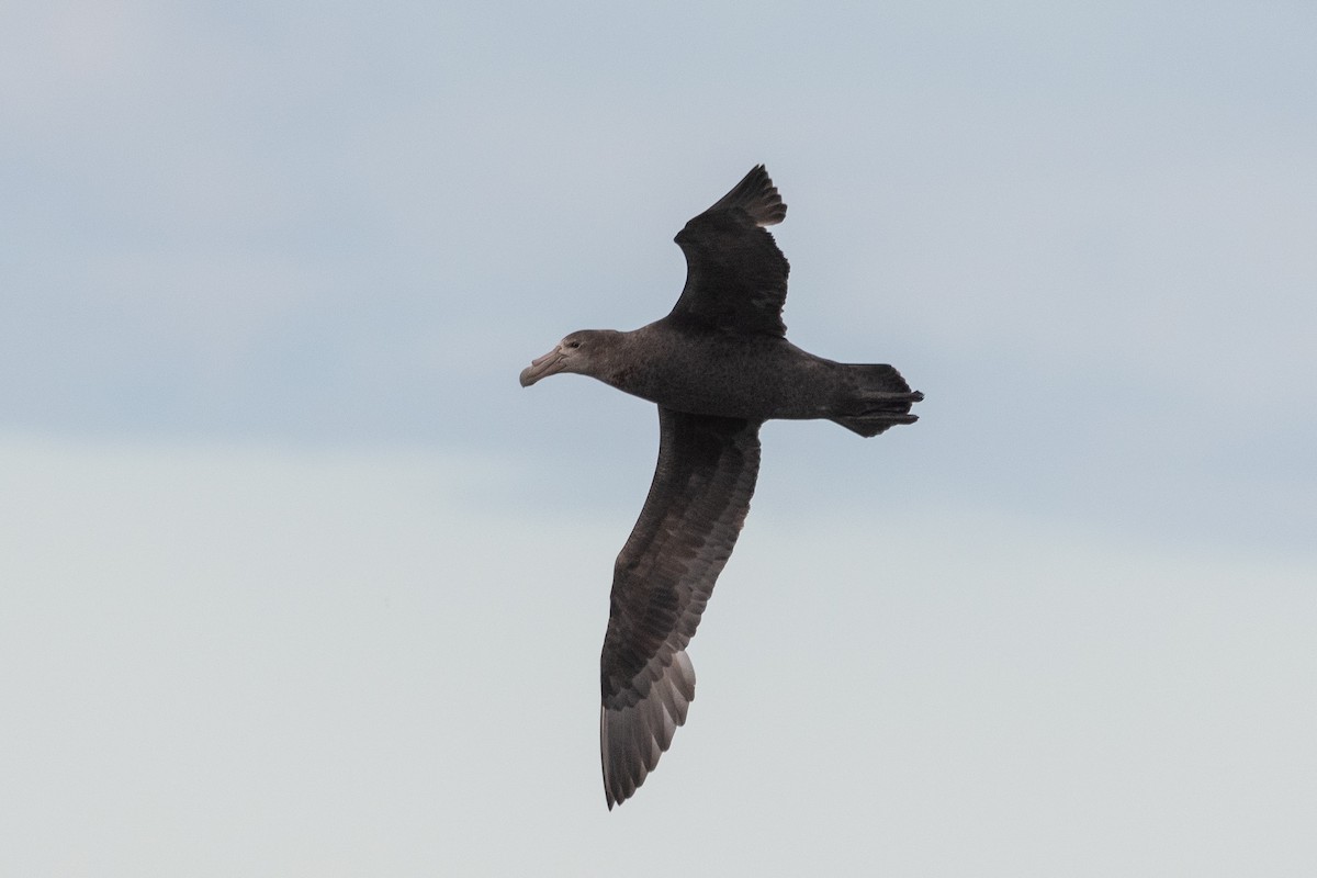 sørkjempepetrell - ML645652576