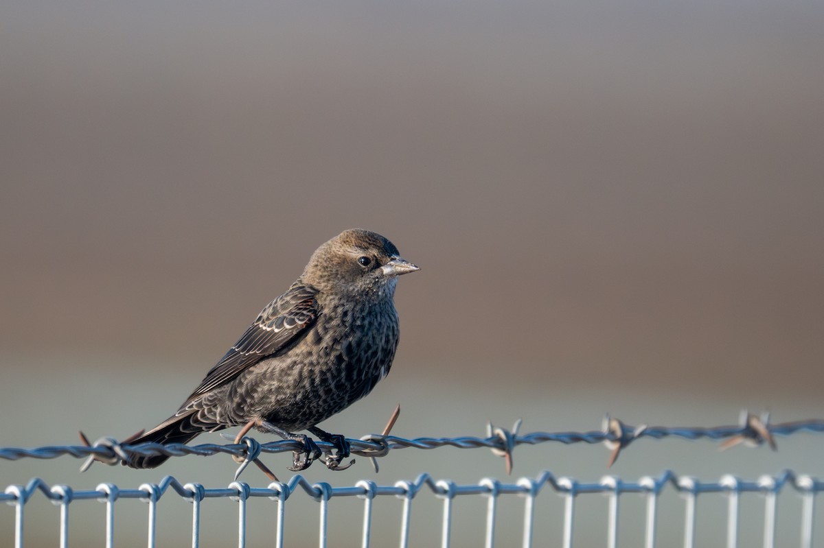 Tricolored Blackbird - ML645652580