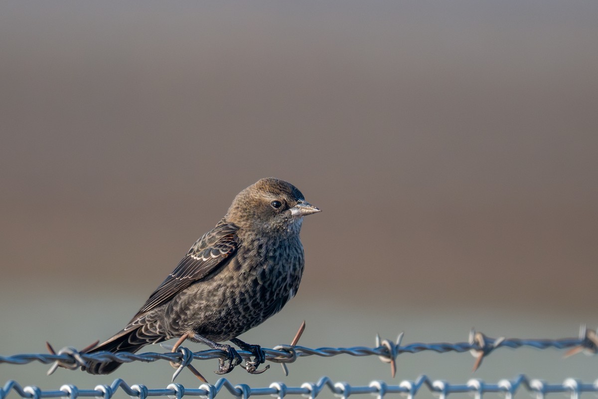 Tricolored Blackbird - ML645652581