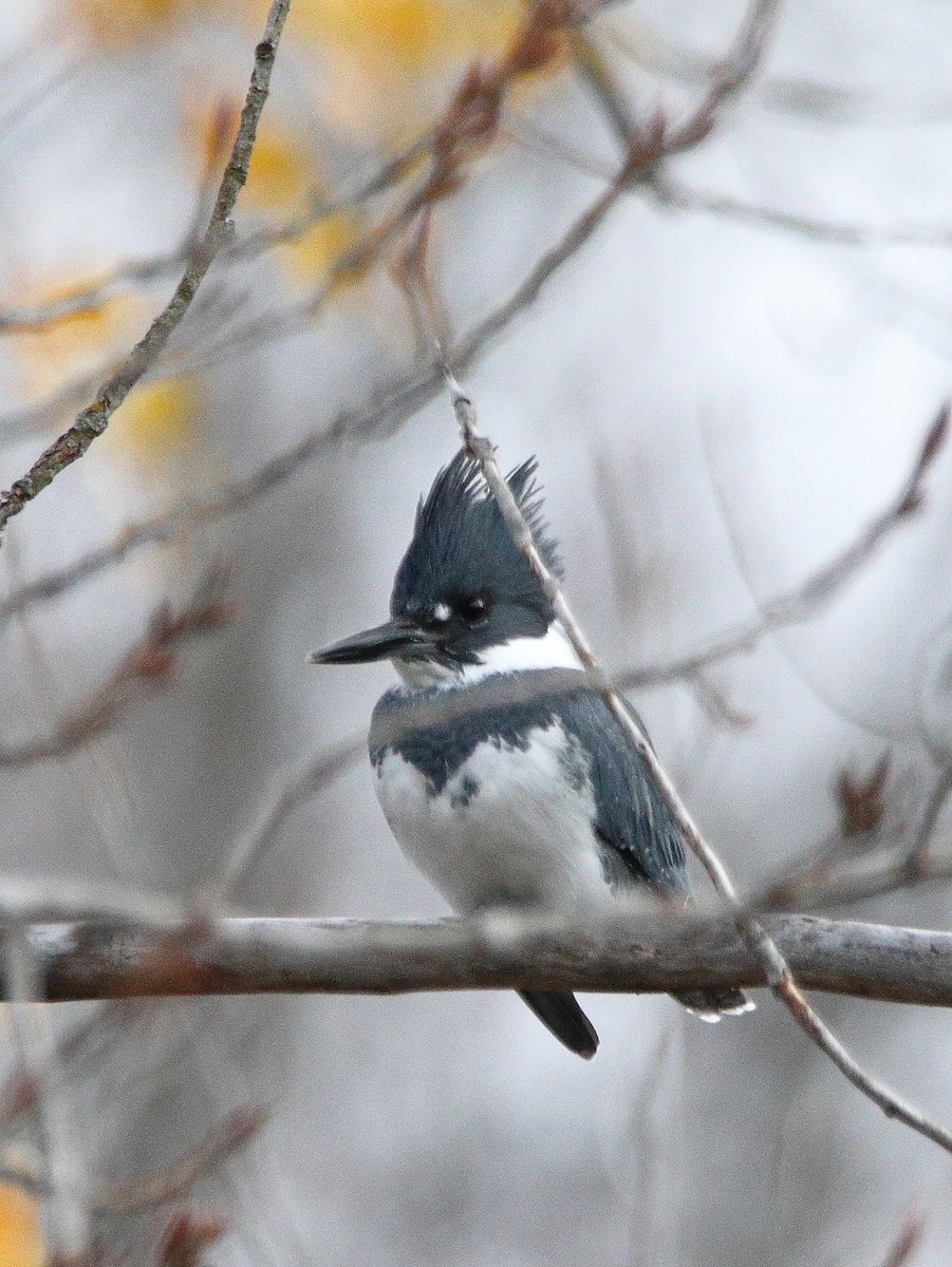 Belted Kingfisher - ML645652582