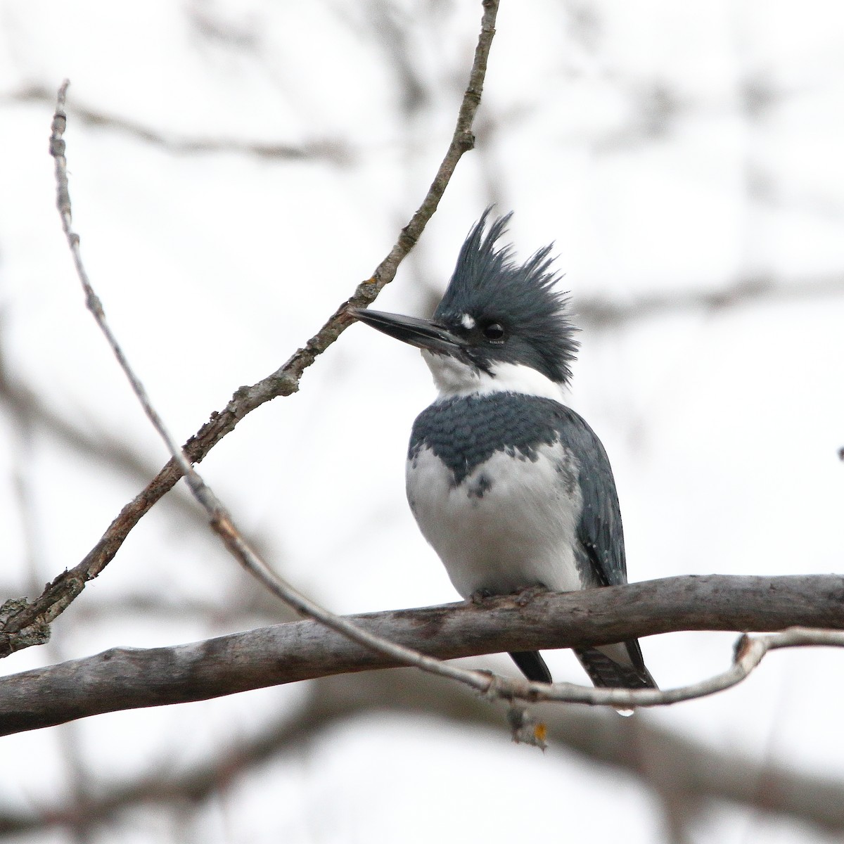 Belted Kingfisher - ML645652583