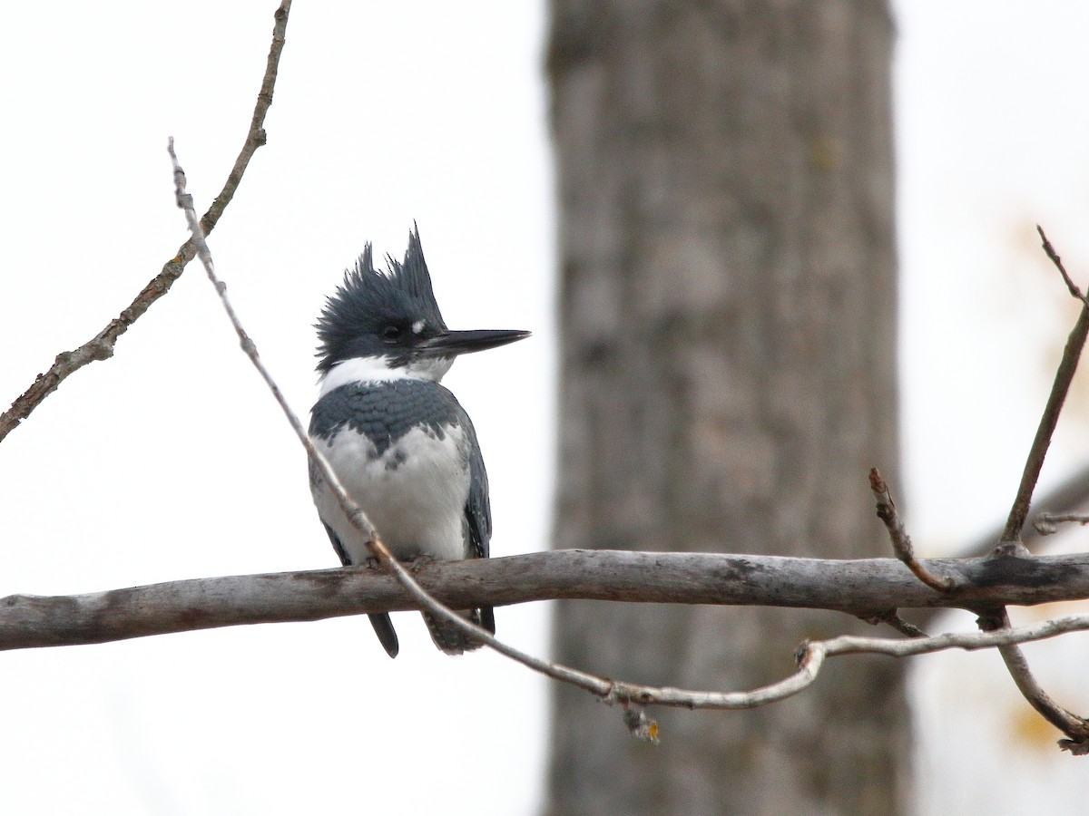 Belted Kingfisher - ML645652584