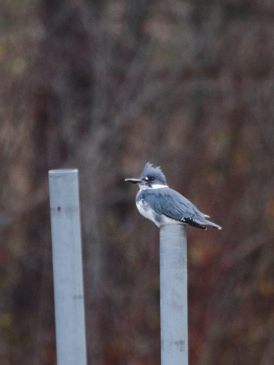 Belted Kingfisher - ML645652585
