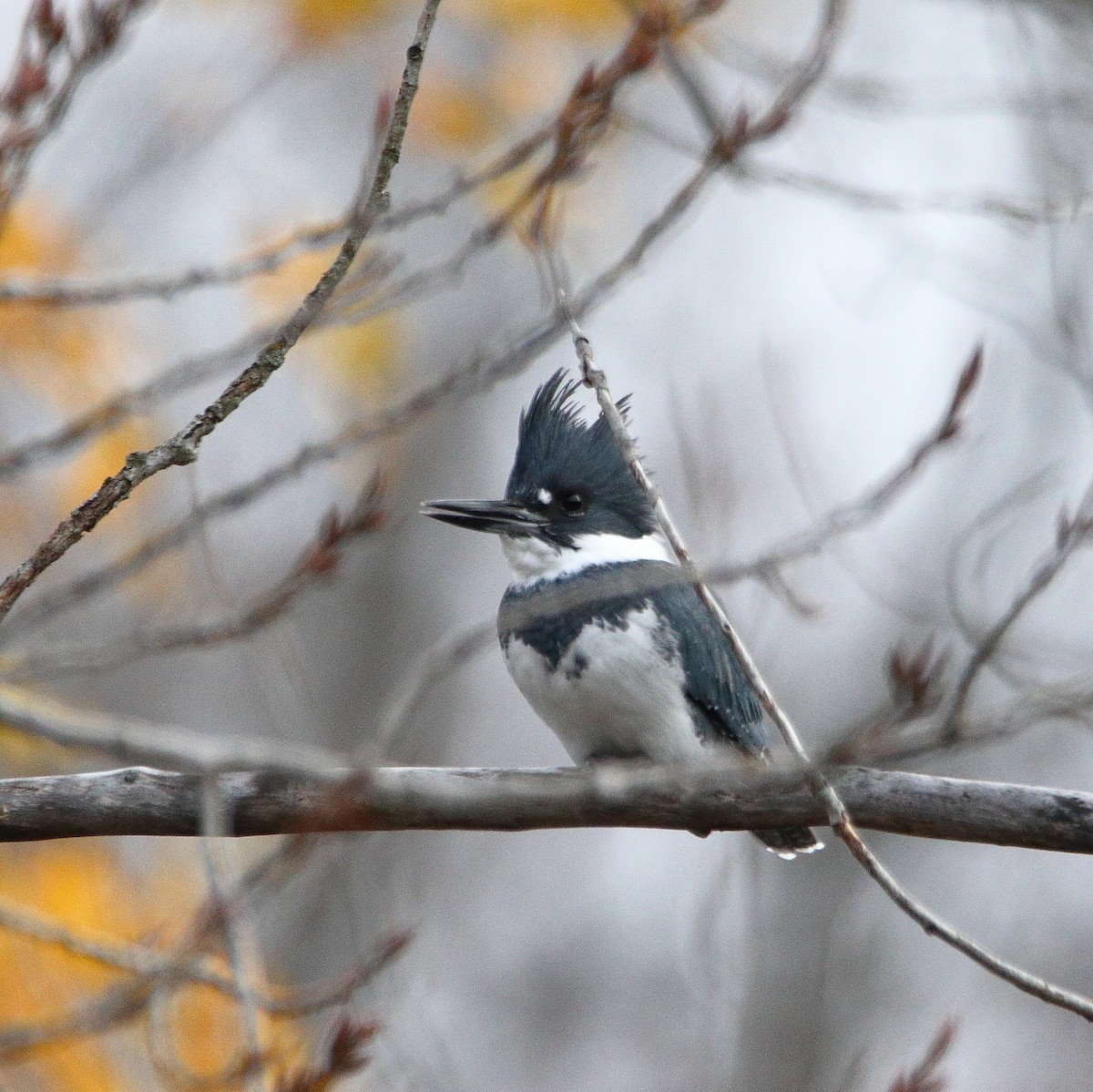 Belted Kingfisher - ML645652586