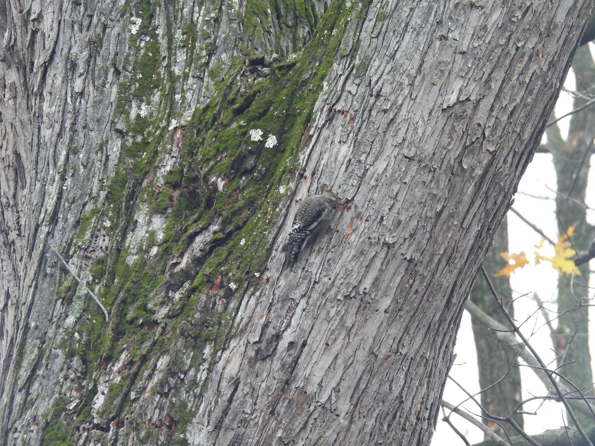 Yellow-bellied Sapsucker - ML645652588