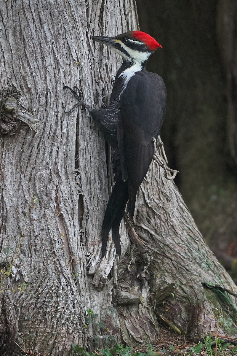 datel chocholatý - ML645652589