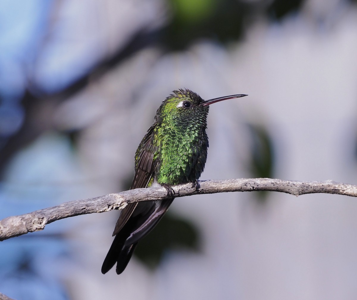 Cuban Emerald - ML645652590
