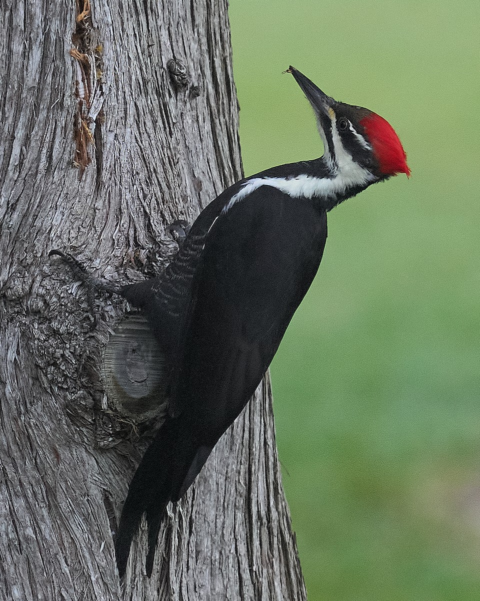 datel chocholatý - ML645652593