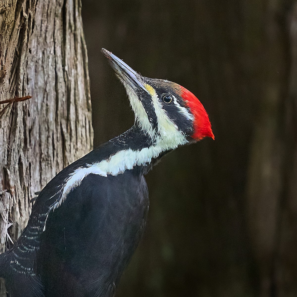 datel chocholatý - ML645652594