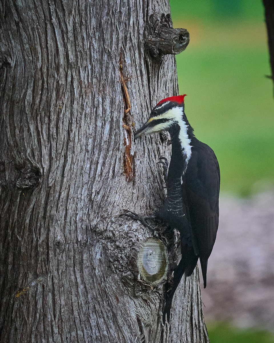 datel chocholatý - ML645652595
