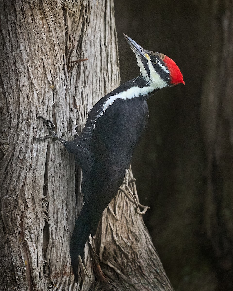 datel chocholatý - ML645652596