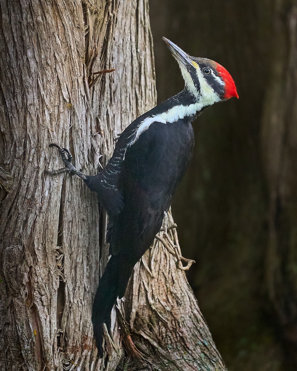 datel chocholatý - ML645652597