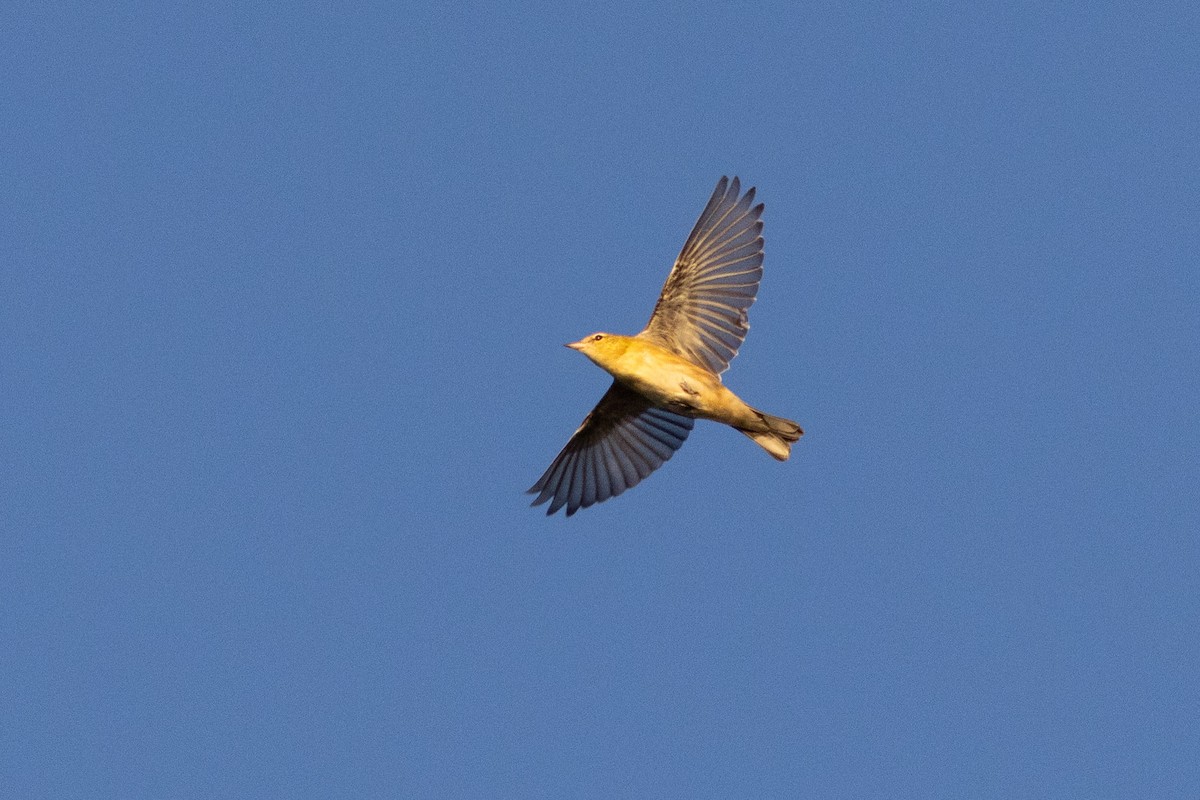 Bay-breasted Warbler - ML645652603
