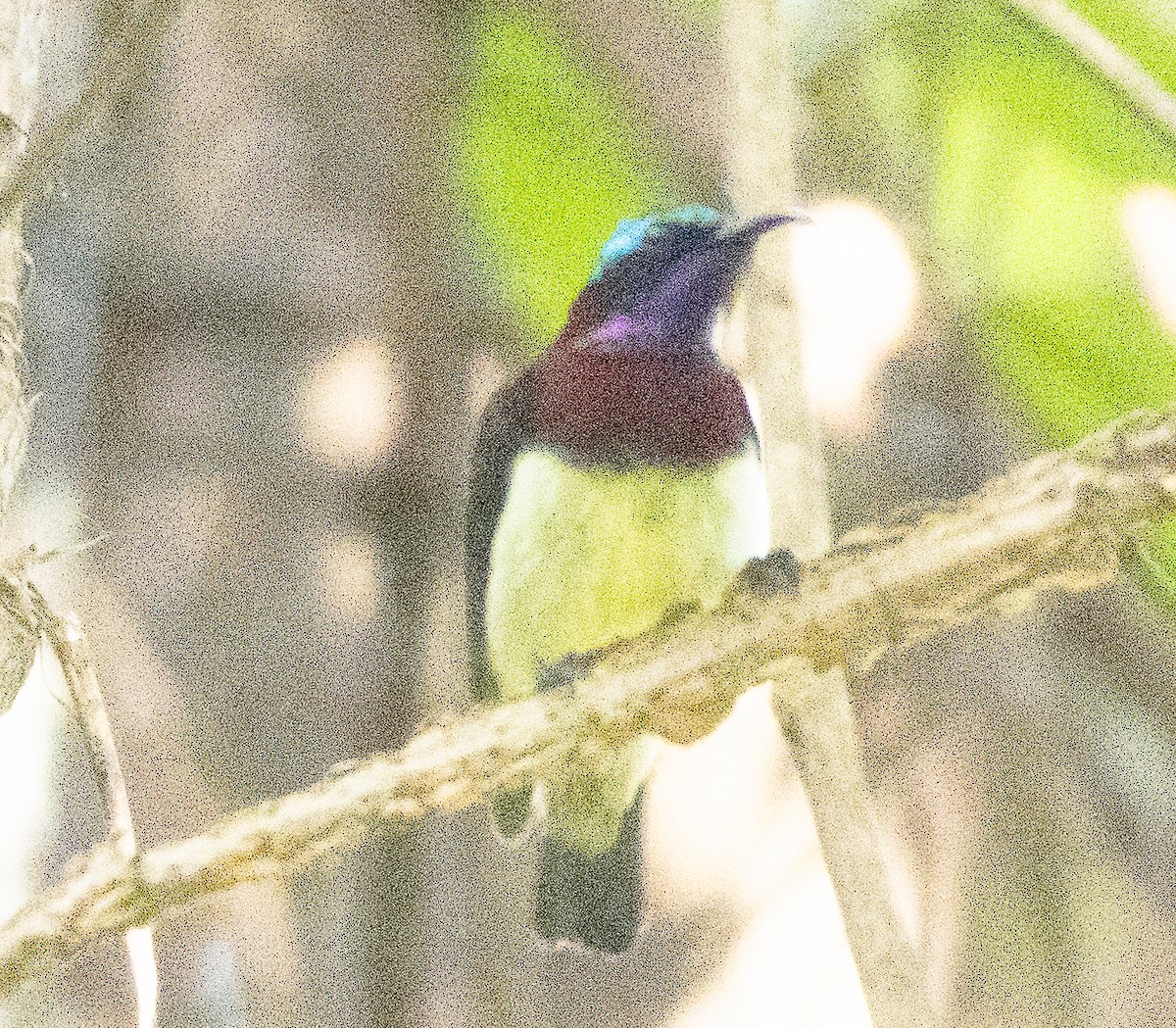 Crimson-backed Sunbird - ML645652604