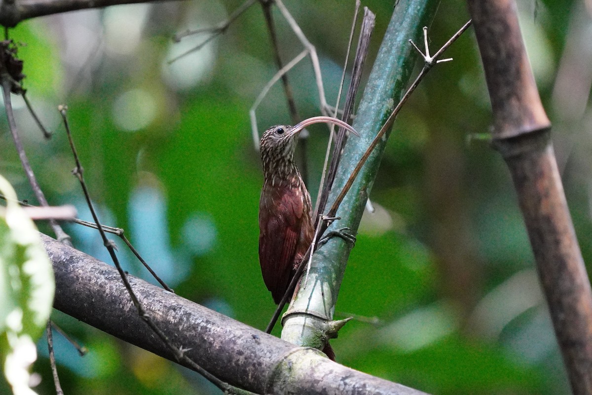 Red-billed Scythebill - ML645652605