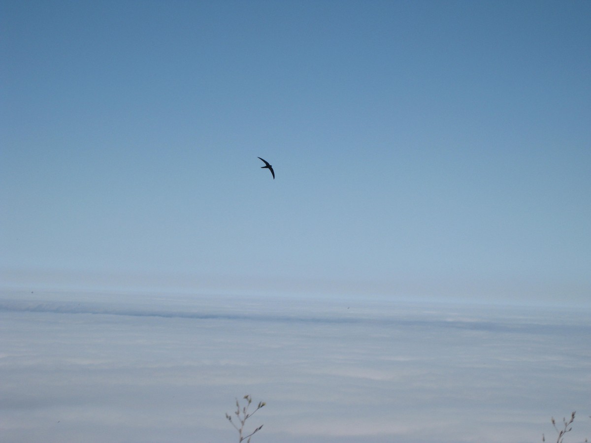 Серпокрилець канарський - ML645652606