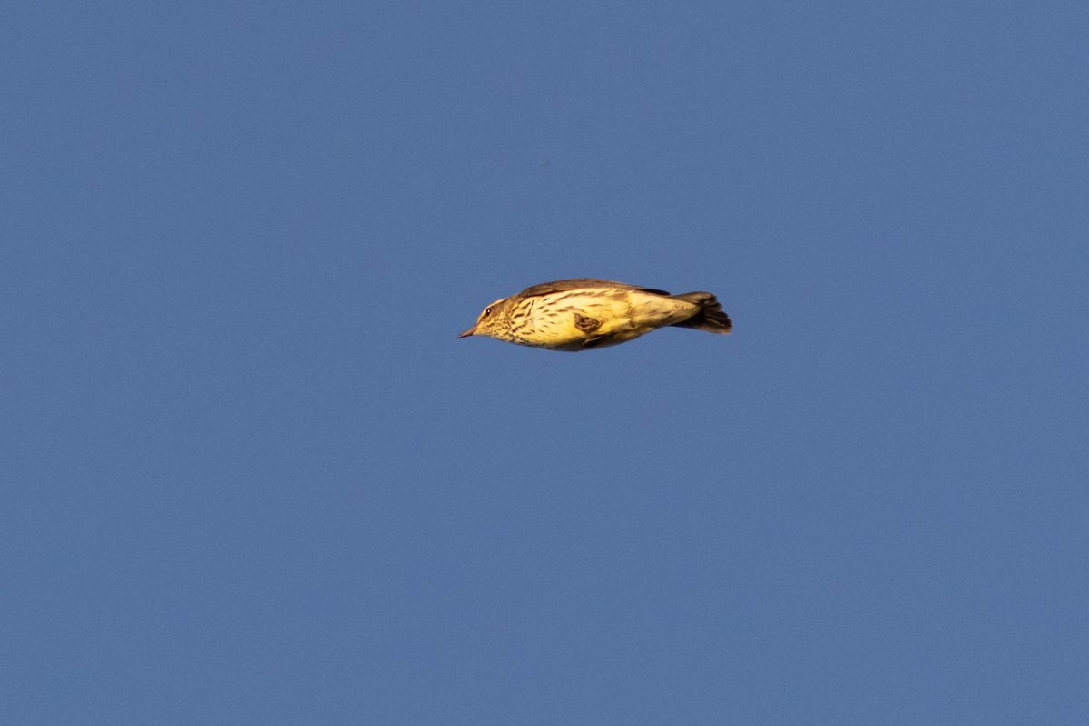 Northern Waterthrush - ML645652607