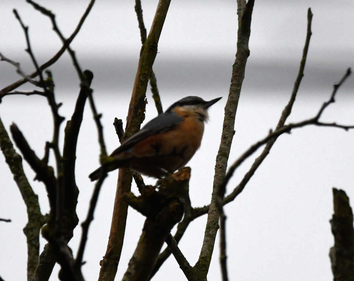 Eurasian Nuthatch (Western) - ML645652611
