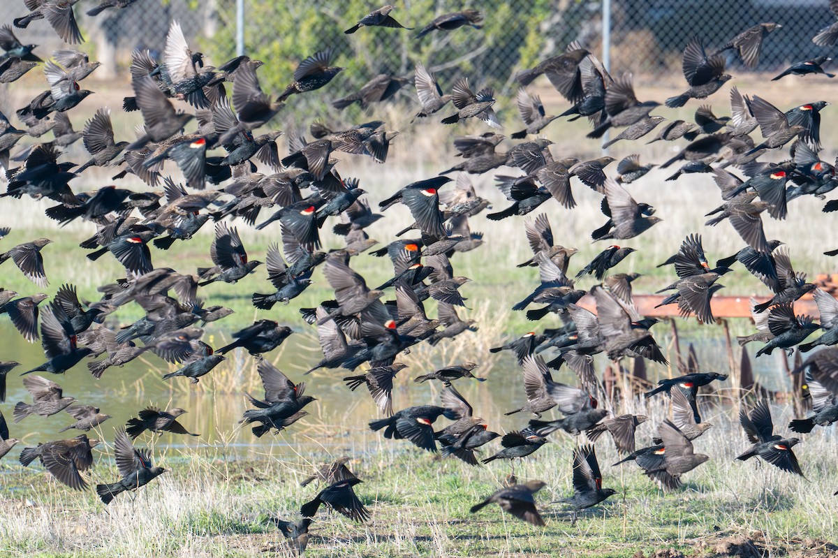 Tricolored Blackbird - ML645652633