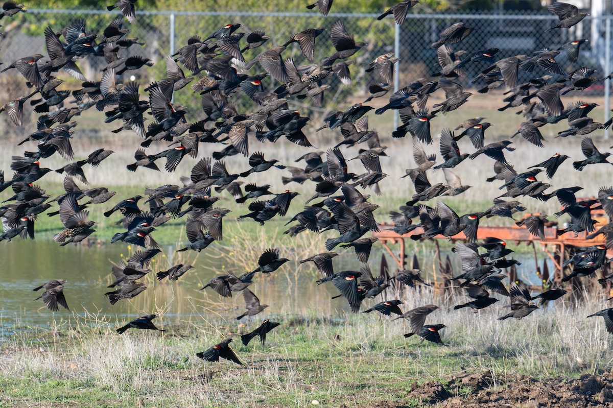 Tricolored Blackbird - ML645652634
