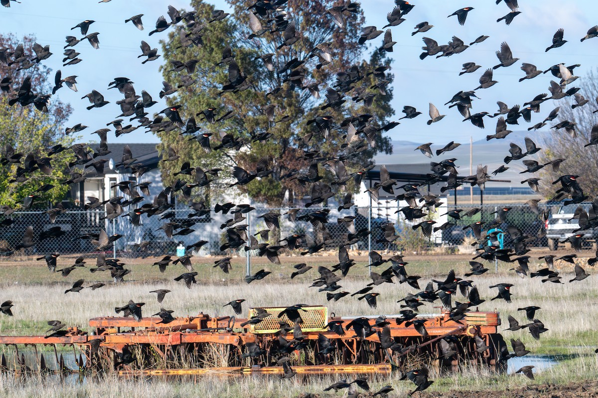 Tricolored Blackbird - ML645652635