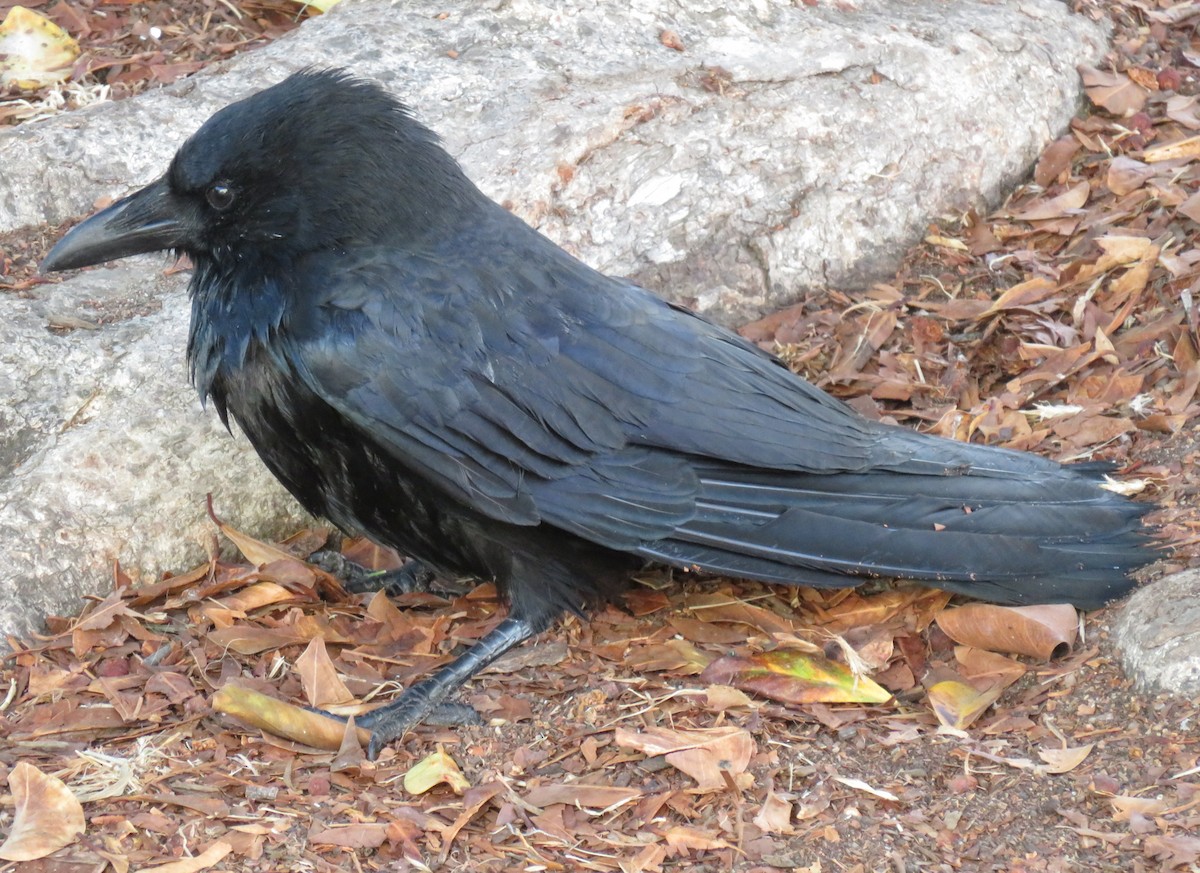 American Crow - ML645652636
