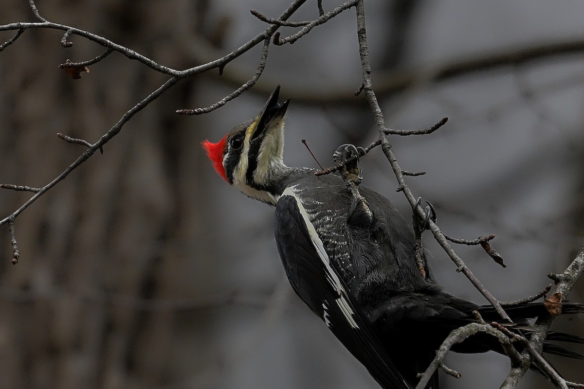 datel chocholatý - ML645652637